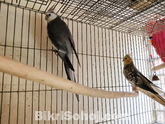 Adult Cockatiel Pair